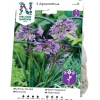 Afrikas Blå Lilja Nelson Garden Agapanthus