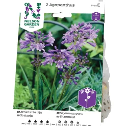 Afrikas Blå Lilja Nelson Garden Agapanthus