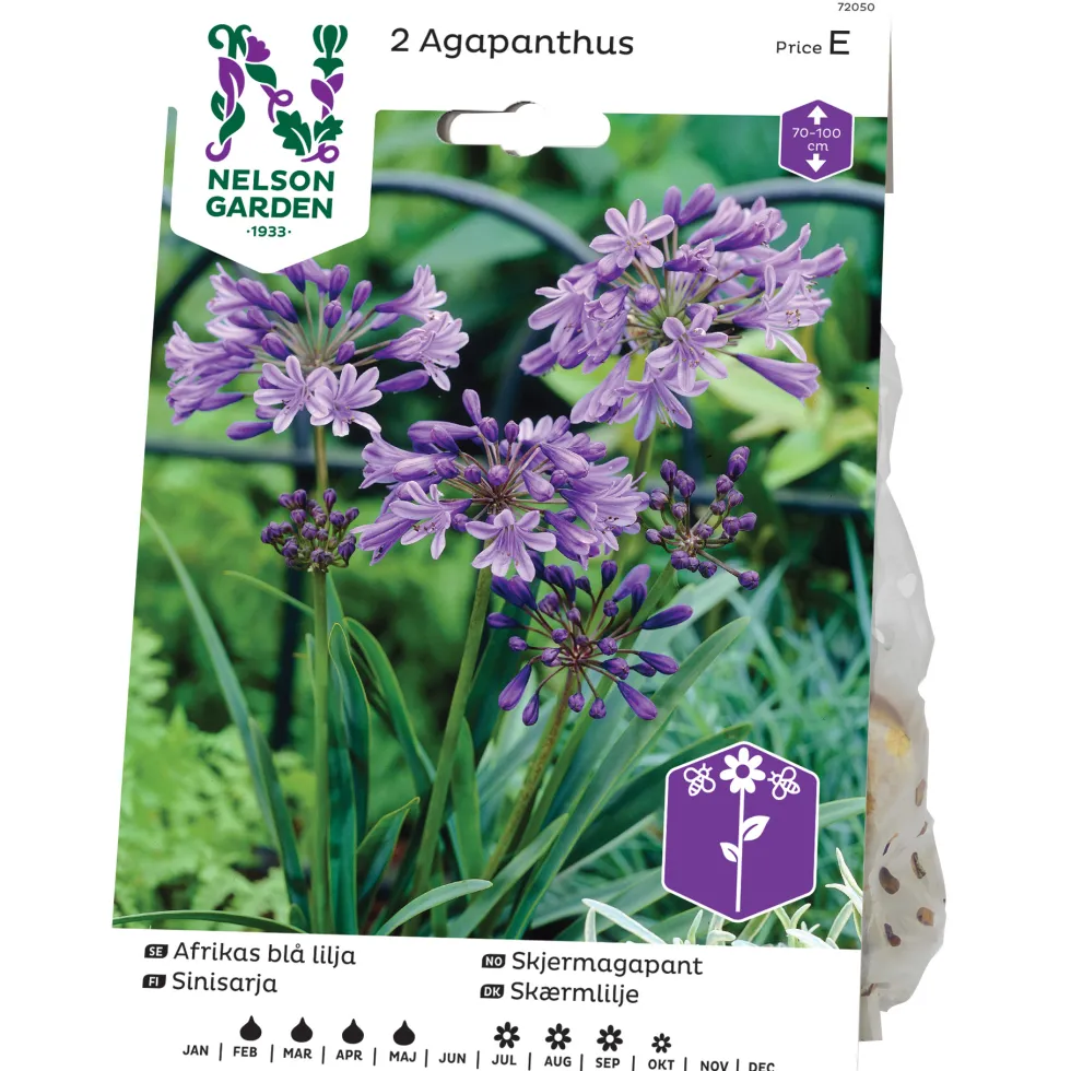 Afrikas Blå Lilja Nelson Garden Agapanthus