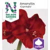 Amaryllis Jumbo Nelson Garden Carmen Mörk Röd