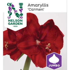 Amaryllis Jumbo Nelson Garden Carmen Mörk Röd