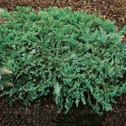 Amerikansk Kryp-en Omnia Garden Blue Chip 25-30 cm