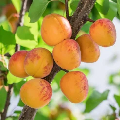 Aprikosträd Omnia Garden Tros Oranje