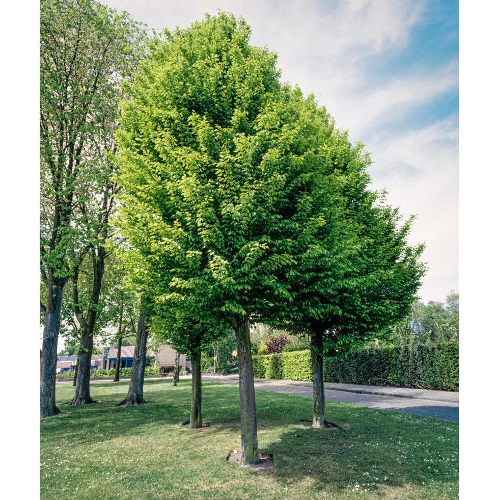 Avenbok Omnia Garden Carpinus Betulus Frans Fontaine Högstam