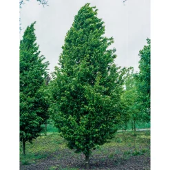 Avenbok Omnia Garden Carpinus Betulus Frans Fontaine Högstam