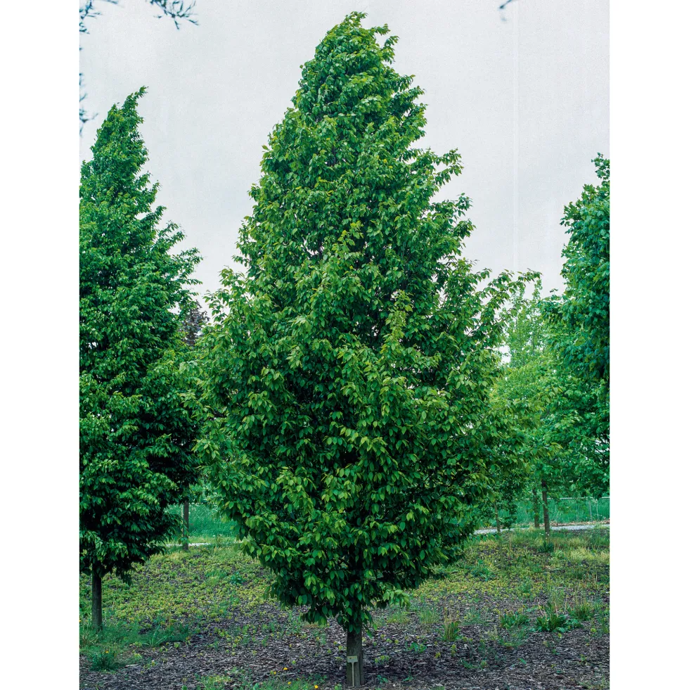 Avenbok Omnia Garden Carpinus Betulus Frans Fontaine Högstam
