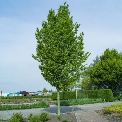 Avenbok Omnia Garden Carpinus Betulus Frans Fontaine Högstam