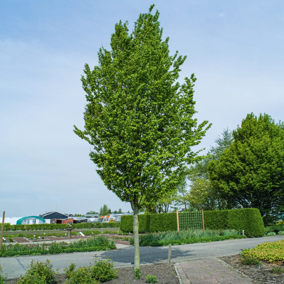 Avenbok Omnia Garden Carpinus Betulus Frans Fontaine Högstam