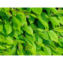 Avenbok Omnia Garden Carpinus Betulus Frans Fontaine Högstam