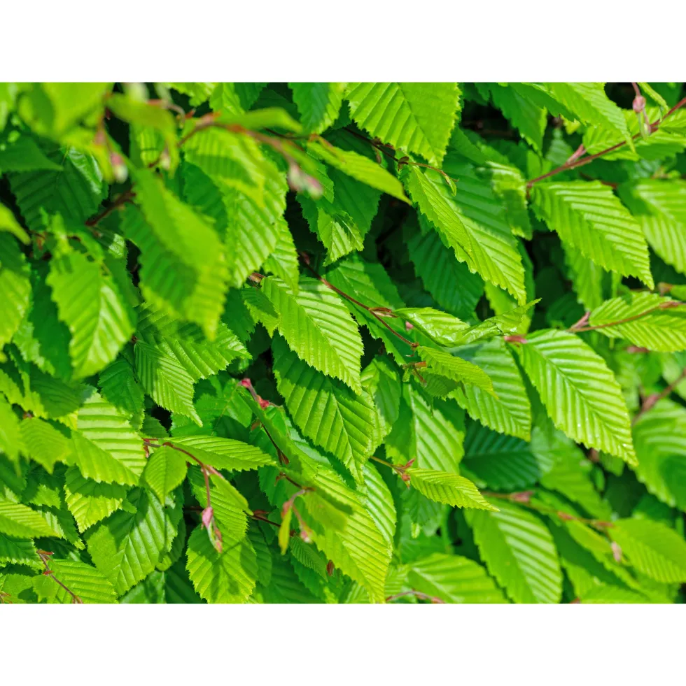 Avenbok Omnia Garden Carpinus Betulus Frans Fontaine Högstam