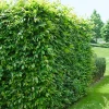 AvenBok Omnia Garden 60-100 cm