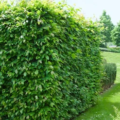 AvenBok Omnia Garden 60-100 cm