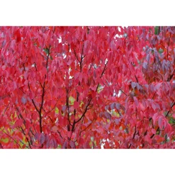 Bergkörsbär Omnia Garden Japanskt Prydnadsträd 300-400 cm, Rosa/Mörkröd Blomning, Alleträd, Högstamsträd