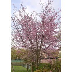 Bergkörsbär Omnia Garden Japanskt Prydnadsträd 300-400 cm, Rosa/Mörkröd Blomning, Alleträd, Högstamsträd