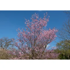 Bergkörsbär Omnia Garden Japanskt Prydnadsträd 300-400 cm, Rosa/Mörkröd Blomning, Alleträd, Högstamsträd