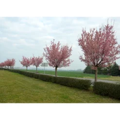 Bergkörsbär Omnia Garden Japanskt Prydnadsträd 300-400 cm, Rosa/Mörkröd Blomning, Alleträd, Högstamsträd