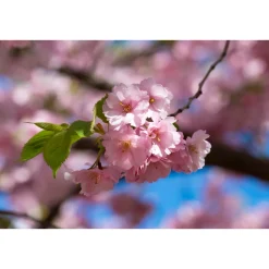 Bergkörsbär Omnia Garden Japanskt Prydnadsträd 300-400 cm, Rosa/Mörkröd Blomning, Alleträd, Högstamsträd