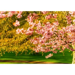 Bergkörsbär Omnia Garden Japanskt Prydnadsträd 300-400 cm, Rosa/Mörkröd Blomning, Alleträd, Högstamsträd