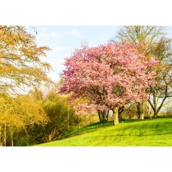 Bergkörsbär Omnia Garden Japanskt Prydnadsträd 300-400 cm, Rosa/Mörkröd Blomning, Alleträd, Högstamsträd