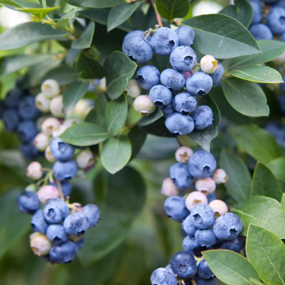 Blåbär Omnia Garden Amerikanskt Vaccinium Olle