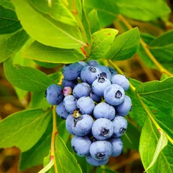 Blåbär Omnia Garden Amerikanskt Vaccinium Pelle E