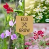 Blomfröer Eco Grow Doftande Trädgårdsblommor Kit 3-pack