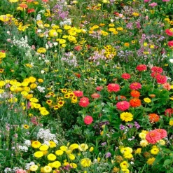 Blomsteräng Turfquick Lågväxande Årlig Perenn 5kvm
