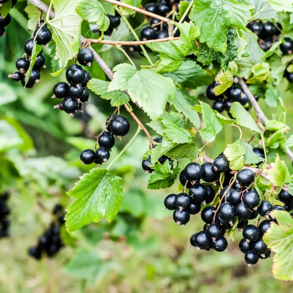 Bärbuske Omnia Garden Svart Vinbär Ribes Nigrum Öjebyn E10-Pack