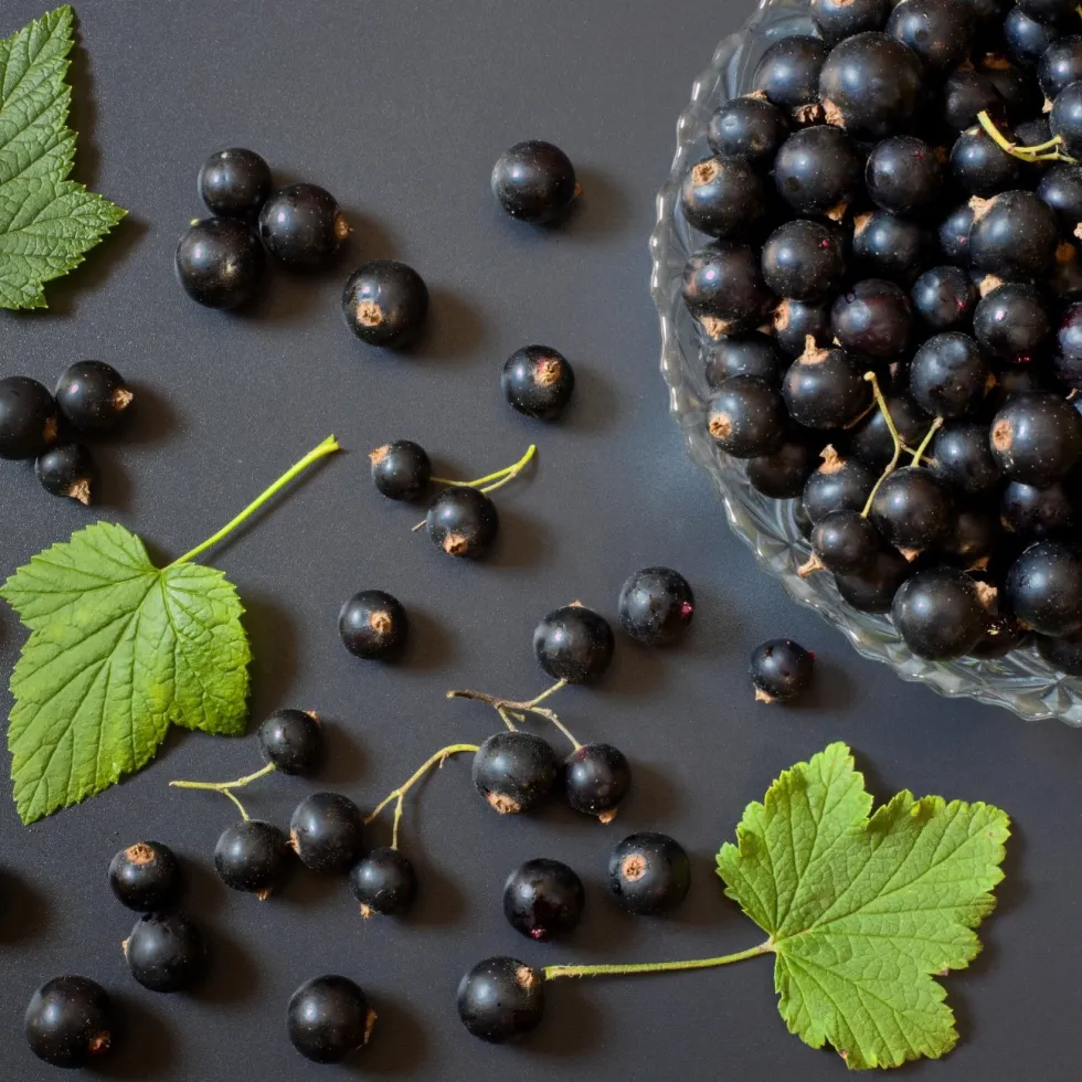 Bärbuske Omnia Garden Svart Vinbär Ribes Nigrum Öjebyn E10-Pack