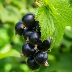 Bärbuske Omnia Garden Svart Vinbär Ribes Nigrum Öjebyn E10-Pack