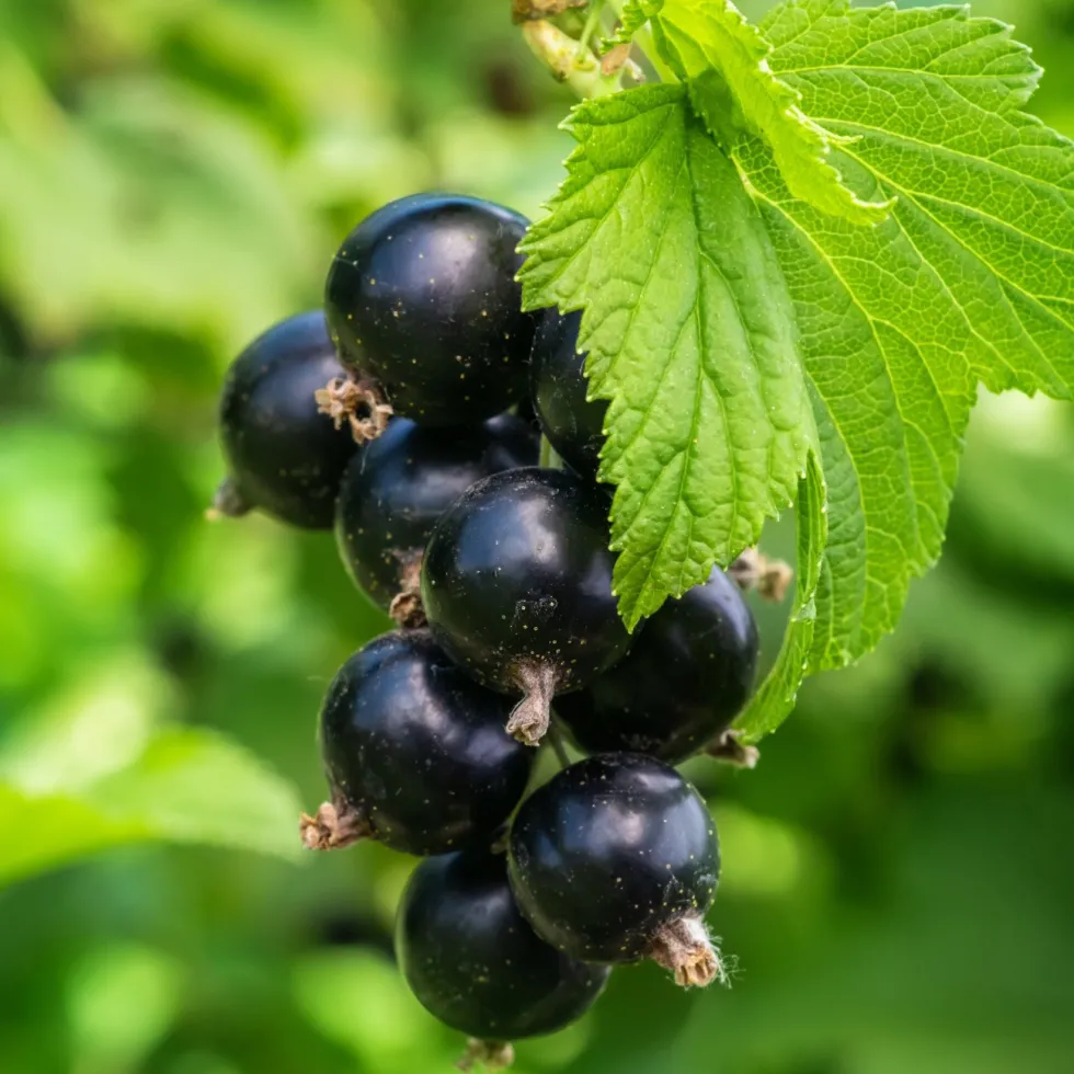 Bärbuske Omnia Garden Svart Vinbär Ribes Nigrum Öjebyn E10-Pack