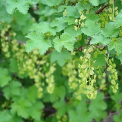 Bärbuske Omnia Garden Svart Vinbär Ribes Nigrum Öjebyn E10-Pack