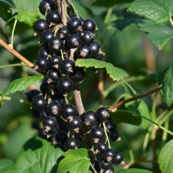 Bärbuske Omnia Garden Svart Vinbär Ribes Nigrum Öjebyn E10-Pack