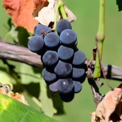 Bärbuske Omnia Garden Vitis Labruskavin Zilga E