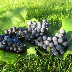 Bärbuske Omnia Garden Vitis Labruskavin Zilga E