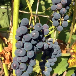 Bärbuske Omnia Garden Vitis Labruskavin Zilga E