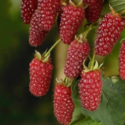 Buske Björnbärshallon Omnia Garden 60-80 cm