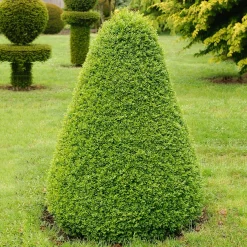 Buske Buxbom Omnia Garden Formklippt Pyramid