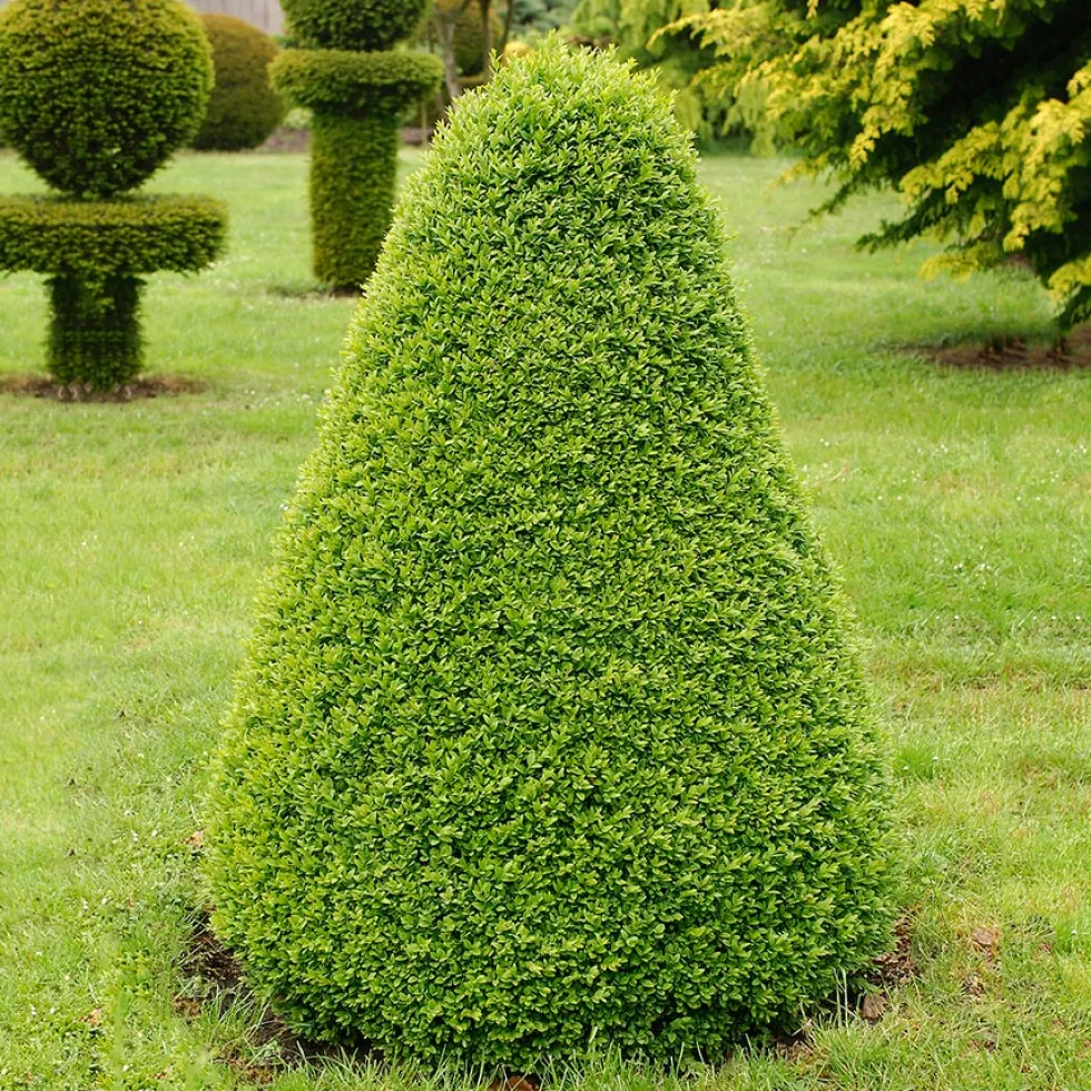 Buske Buxbom Omnia Garden Formklippt Pyramid