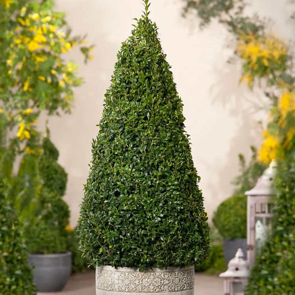 Buske Buxbom Omnia Garden Formklippt Pyramid