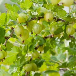 Buske Gula Krusbär Omnia Garden 50-60 cm