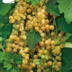 Buske Gulvita Vinbär Omnia Garden 60-80 cm