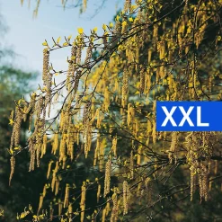 Buske Hassel Omnia Garden 150-200cm