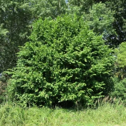 Buske Hassel Omnia Garden 150-200cm