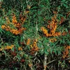 Buske Havtorn Omnia Garden Julia Honplanta