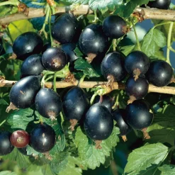Buske Krusvinbär Omnia Garden Josta 60-80 cm