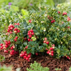 Buske Lingon Omnia Garden 25-30 cm