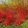 Buske Omnia Garden Korallkornell 50-80 cm