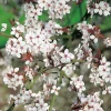 Buske Omnia Garden Körsbärsplommon 50-80 cm