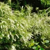 Buske Omnia Garden Norsk Brudspirea Grefsheim 30-50 cm